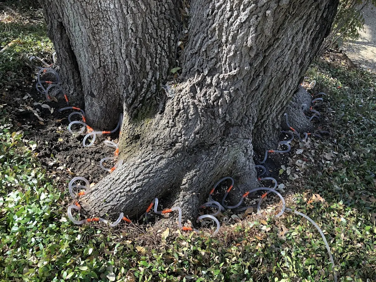 Detailed Tree Cabling and Bracing job site in Menomonie