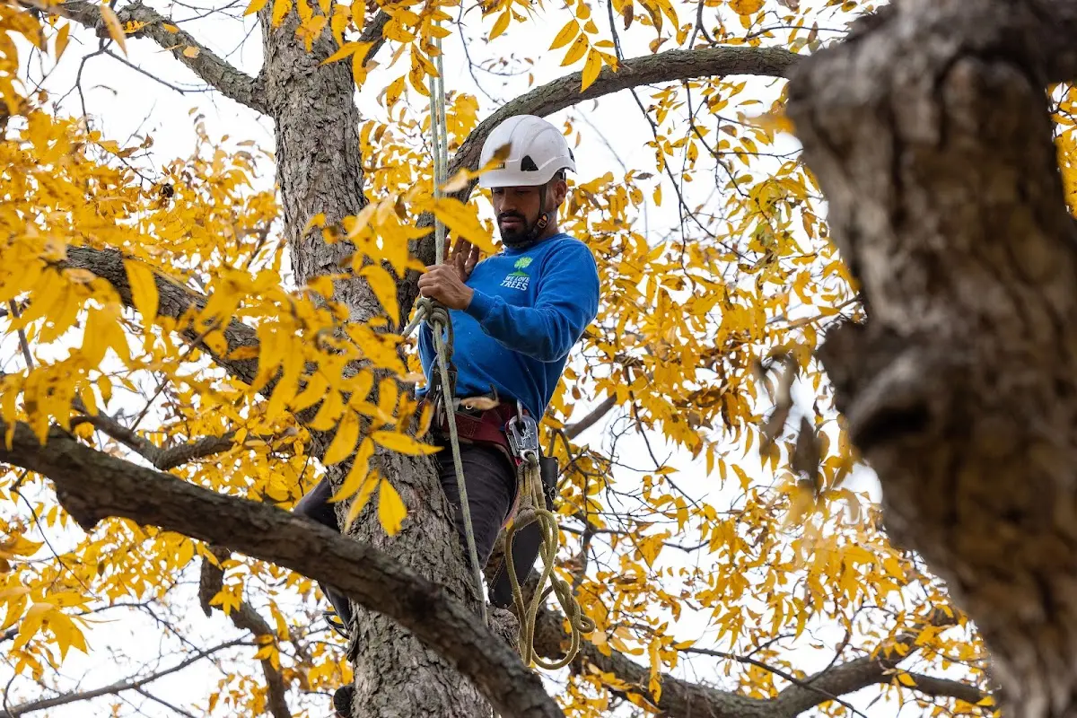 Skilled Tree Trimming crew working in Menomonie